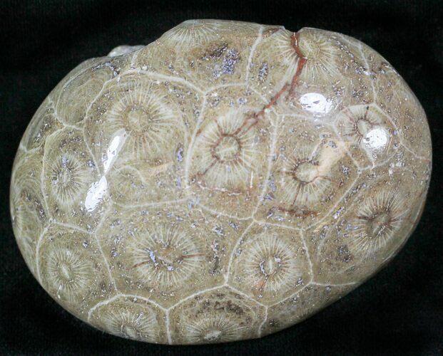 Polished Fossil Coral Head - Morocco #22307